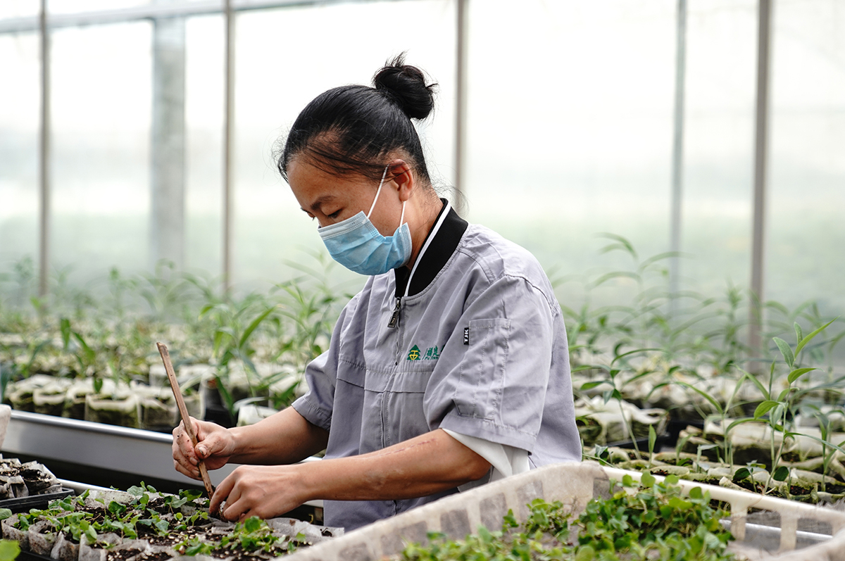 Jinshuo Seedling Cultivation Demonstration Base in E China's Fujian Province