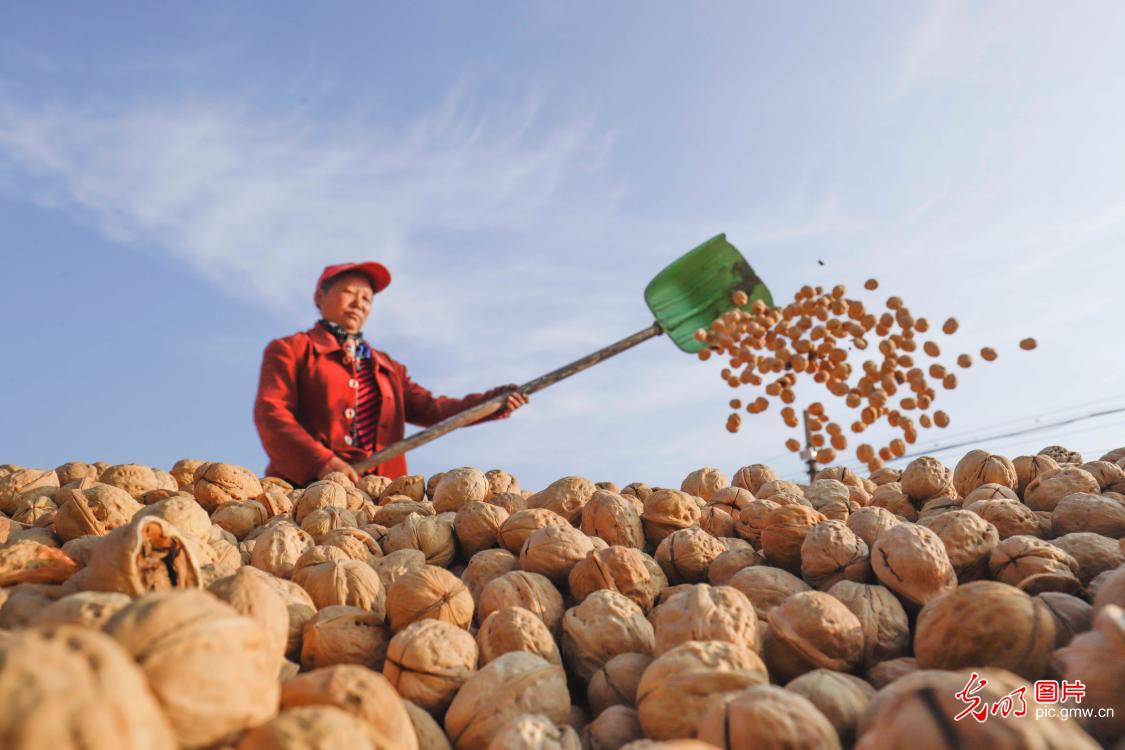 Villagers peeling green walnuts in N China's Hebei Province