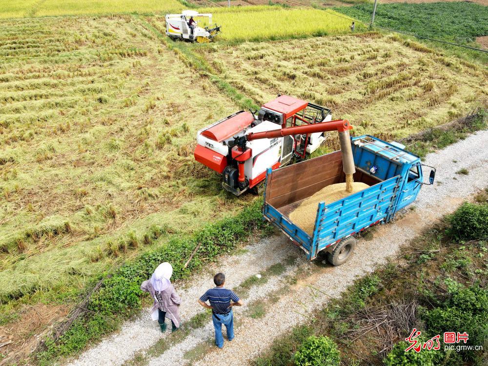 Farmers harvesting rice in central China's Hunan Province