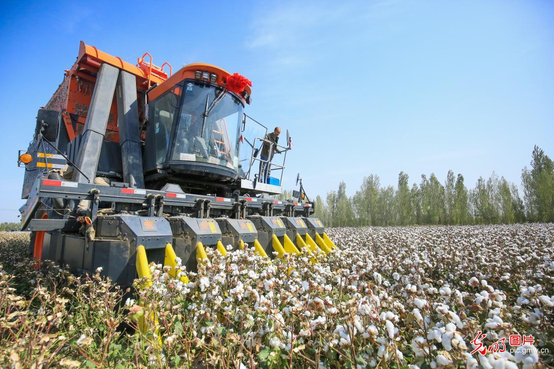 Cotton fields embraced harvest season in NW China's Xinjiang