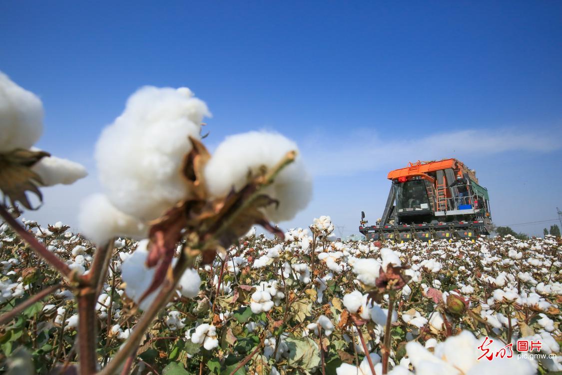 Cotton fields embraced harvest season in NW China's Xinjiang