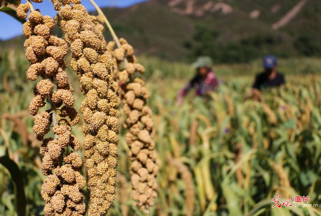 Farmers busy harvesting, drying and processing millet in N China's Hebei Province