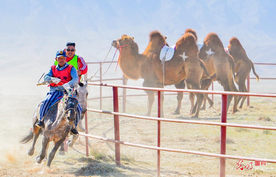 Camel racing in Bayannur, north China's Inner Mongolia