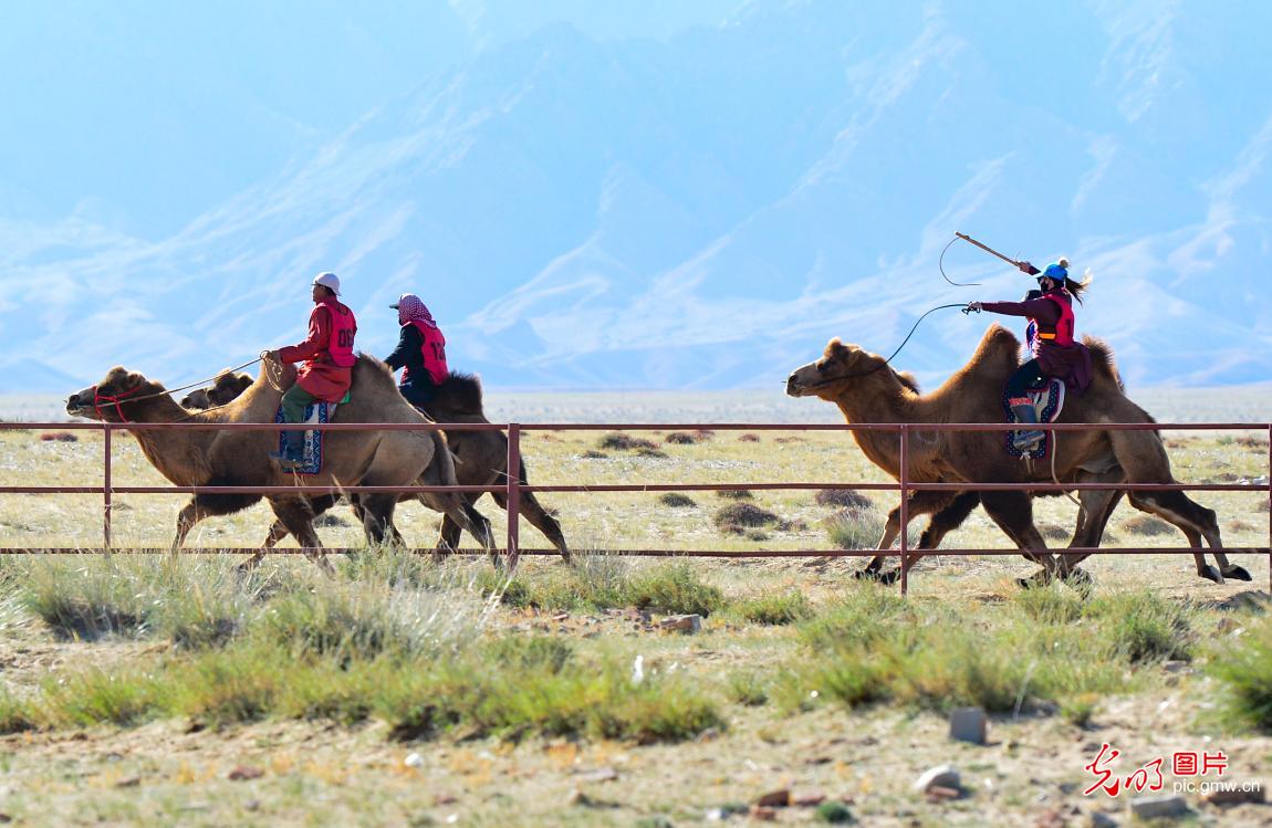 Camel racing in Bayannur, north China's Inner Mongolia