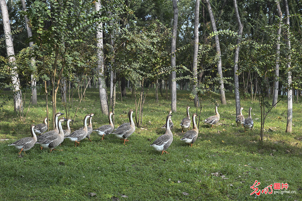 Scenery of Chanba National Wetland Park in Xi'an, NW China's Shaanxi