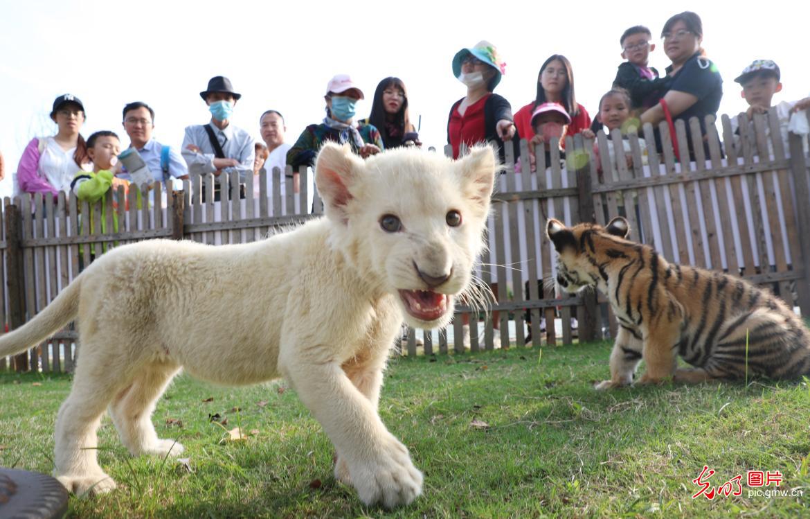 White lion cub and Siberian tiger cub made their debut at Nantong Forest Wildlife Park in E China's Jiangsu