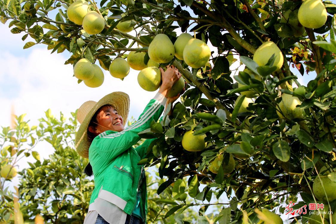 Villagers harvesting sweet pomelo in E China's Jiangxi