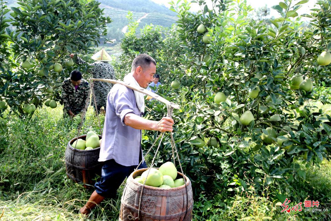 Villagers harvesting sweet pomelo in E China's Jiangxi