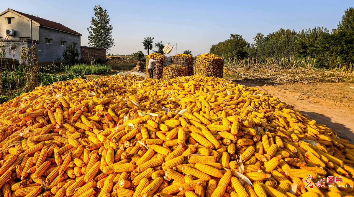 Corn fields await a golden harvest season in Handan