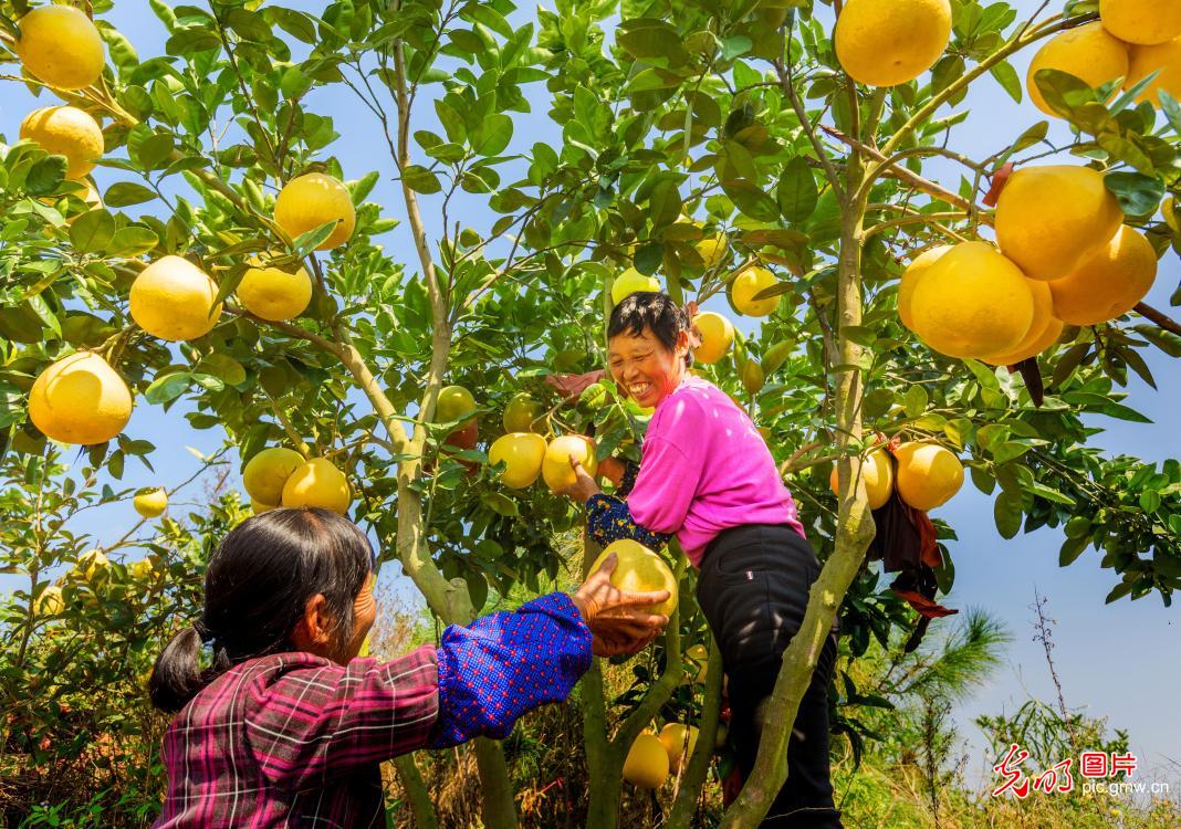 Thousands mu of pomelos sweeten farmers' life