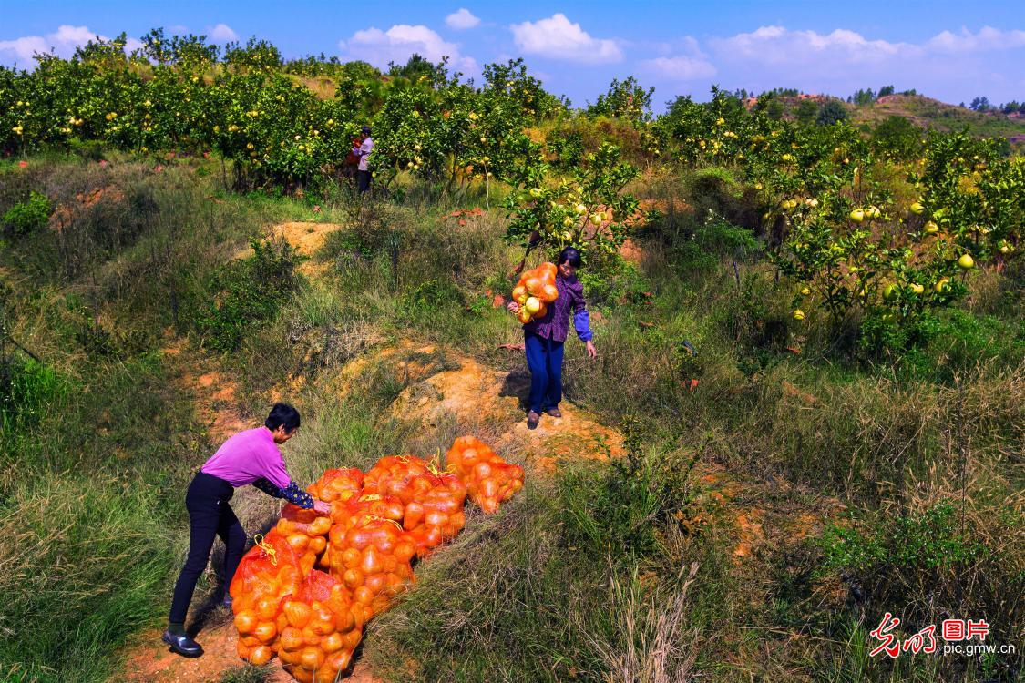Thousands mu of pomelos sweeten farmers' life
