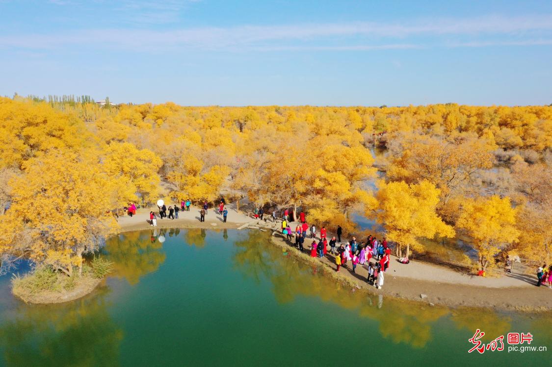 Golden scenery of Populus euphratica area in Gansu Province