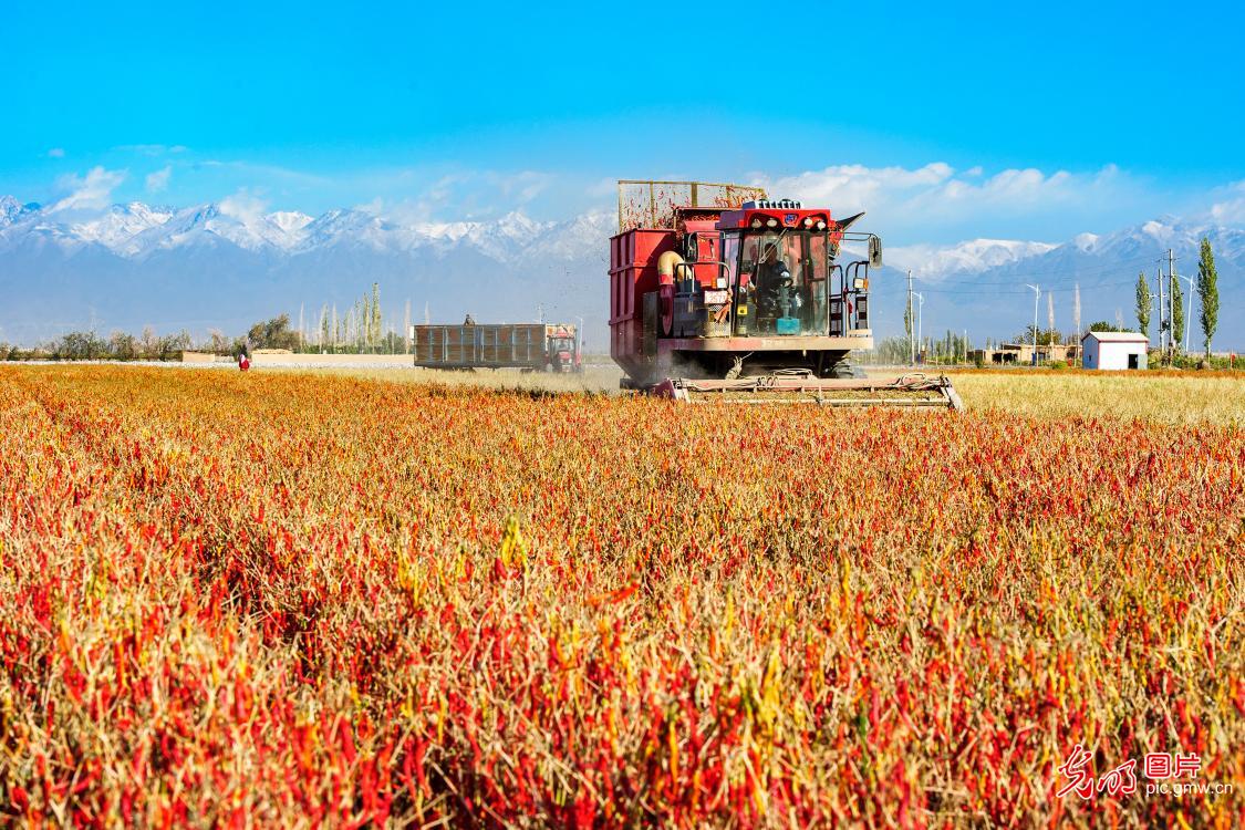 Xinjiang farmers harvest wealth from red peppers