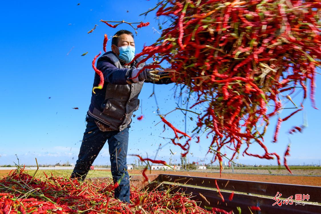 Xinjiang farmers harvest wealth from red peppers