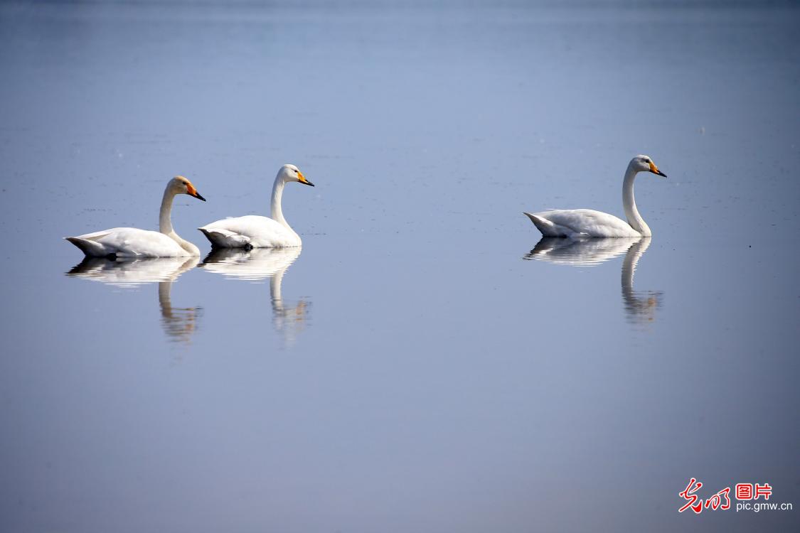 Whooper swans migrated to Shandong Rongcheng Swan National Nature Reserve for winter