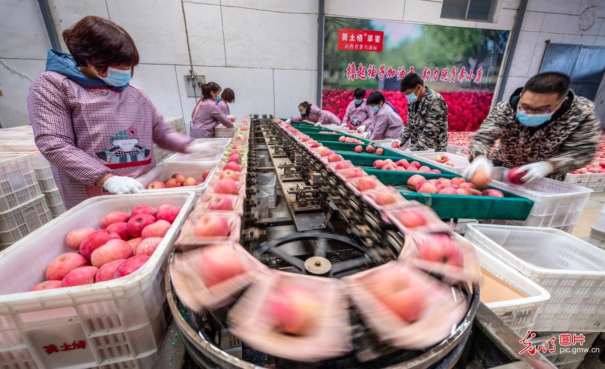 Apples are ready for sales in Yuncheng, N China's Shanxi Province