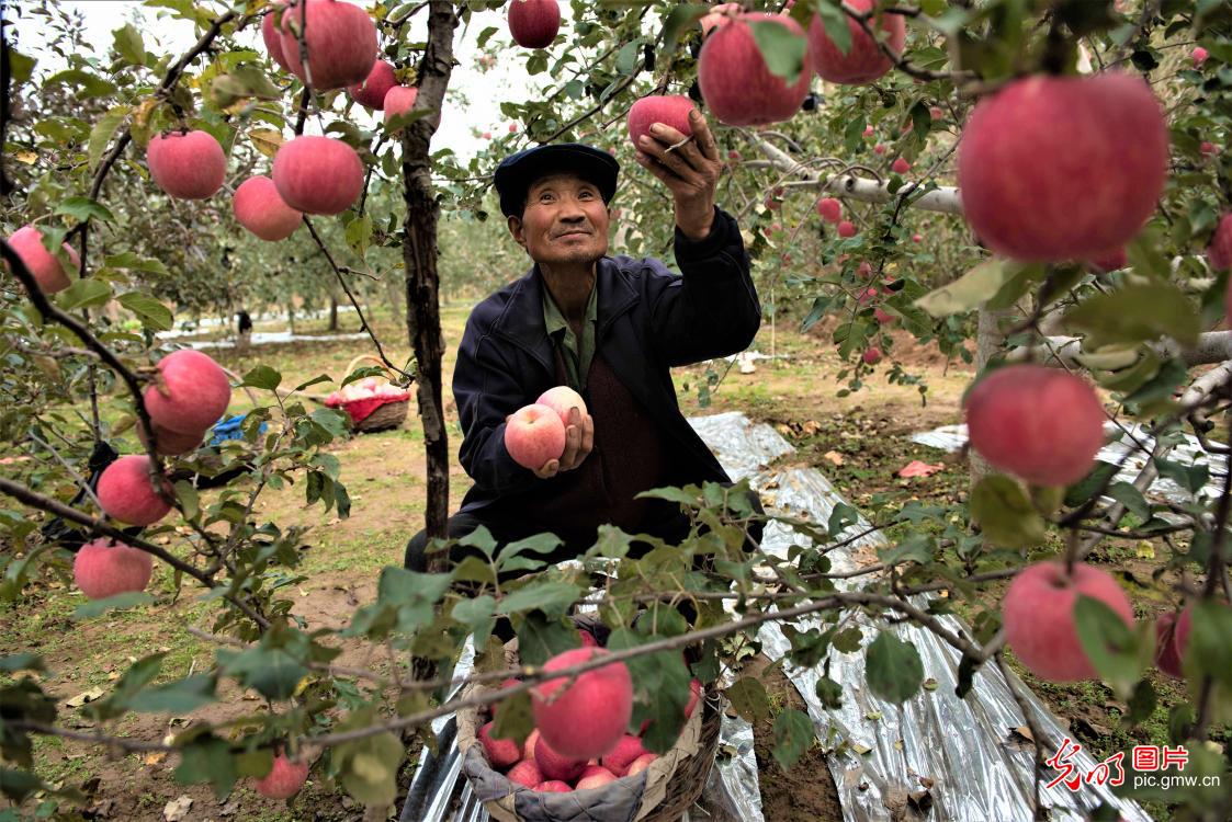 Farmers picking apples in Pingliang, NW China's Gansu