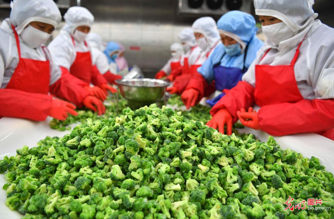 Workers at sorting broccoli in the production workshop in E China's Anhui