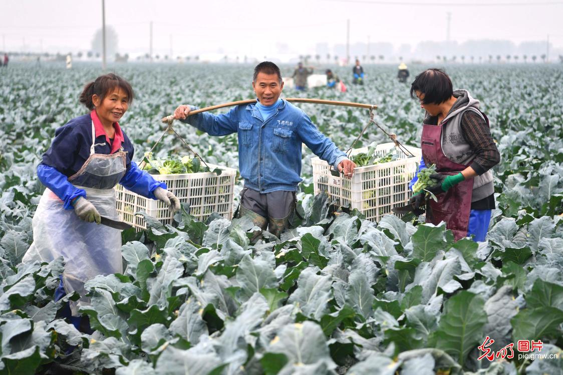 Broccoli industry in E China's Anhui helps to alleviate poverty