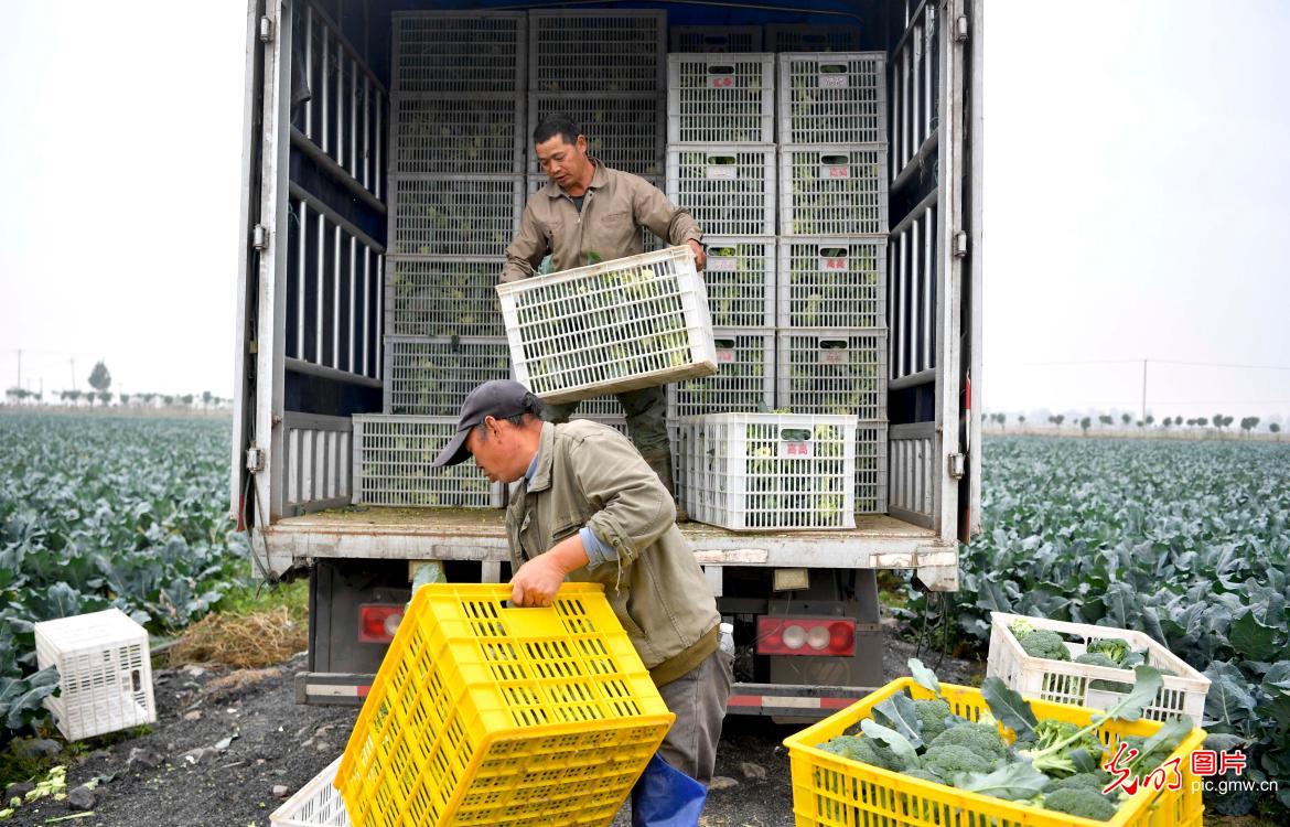 Broccoli industry in E China's Anhui helps to alleviate poverty