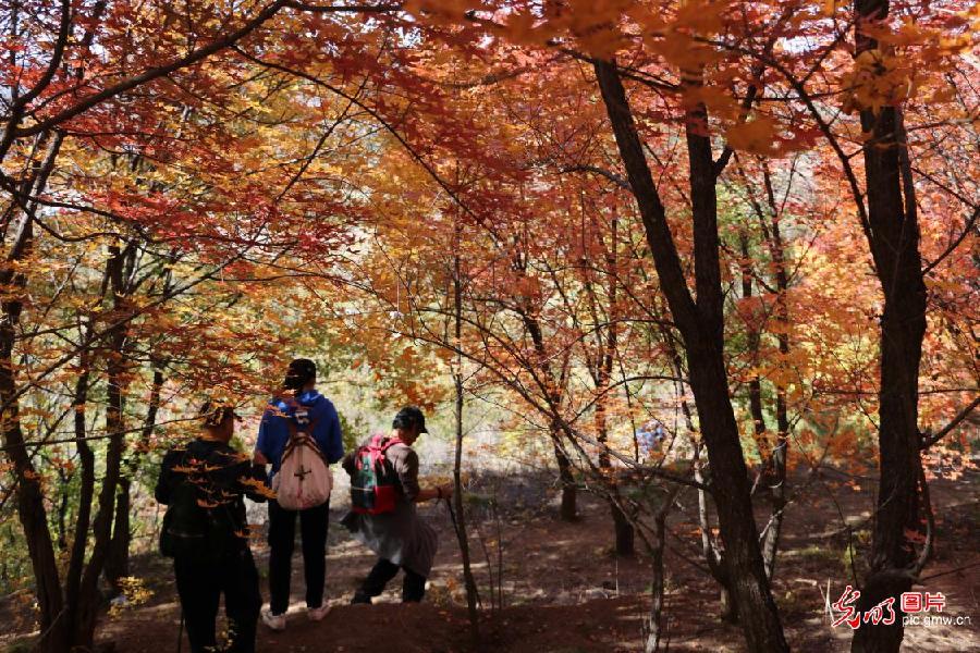 Tourists view maple leaves in Chengde, N China's Hebei