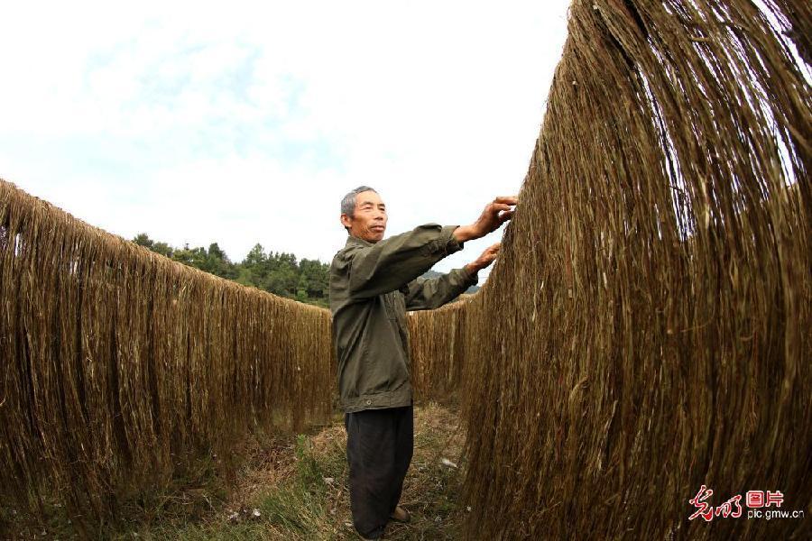 Urticaceae planting helps to fight poverty in E China's Jiangxi