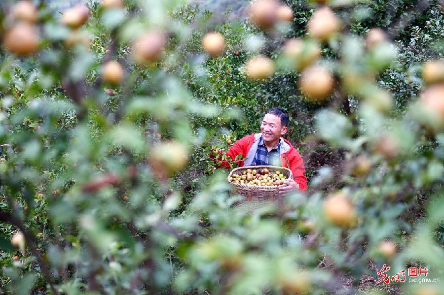 Villagers harvest oil-tea camellia in Tongcheng, C China’s Hubei