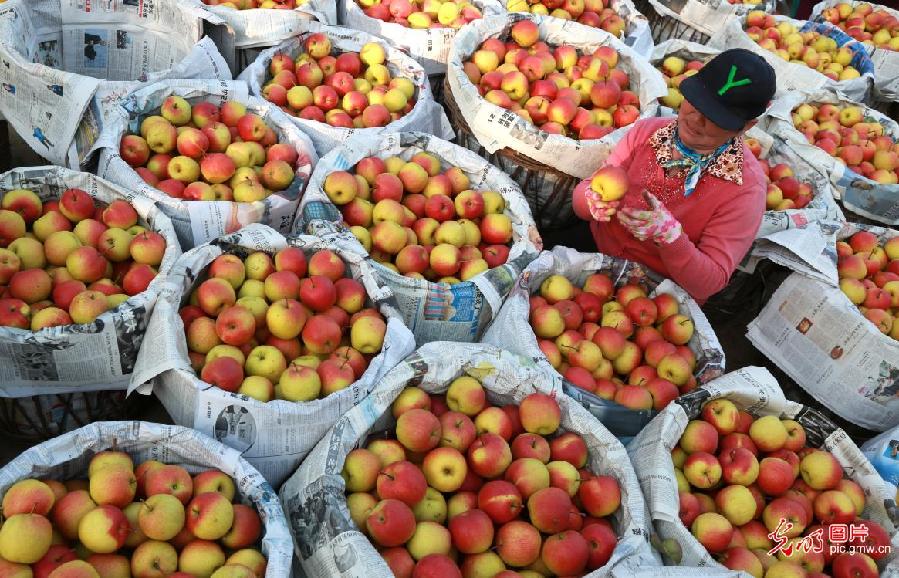 Farmers harvest red pears in Beijing