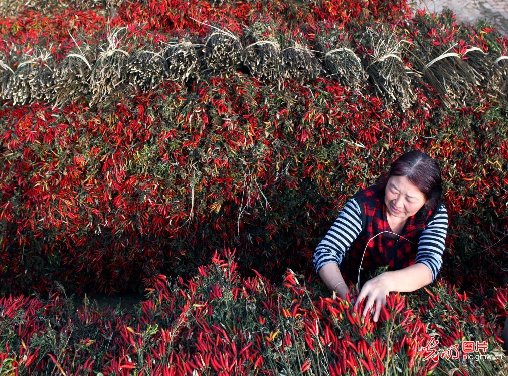 Farmers harvesting hot peppers in NE China's Liaoning