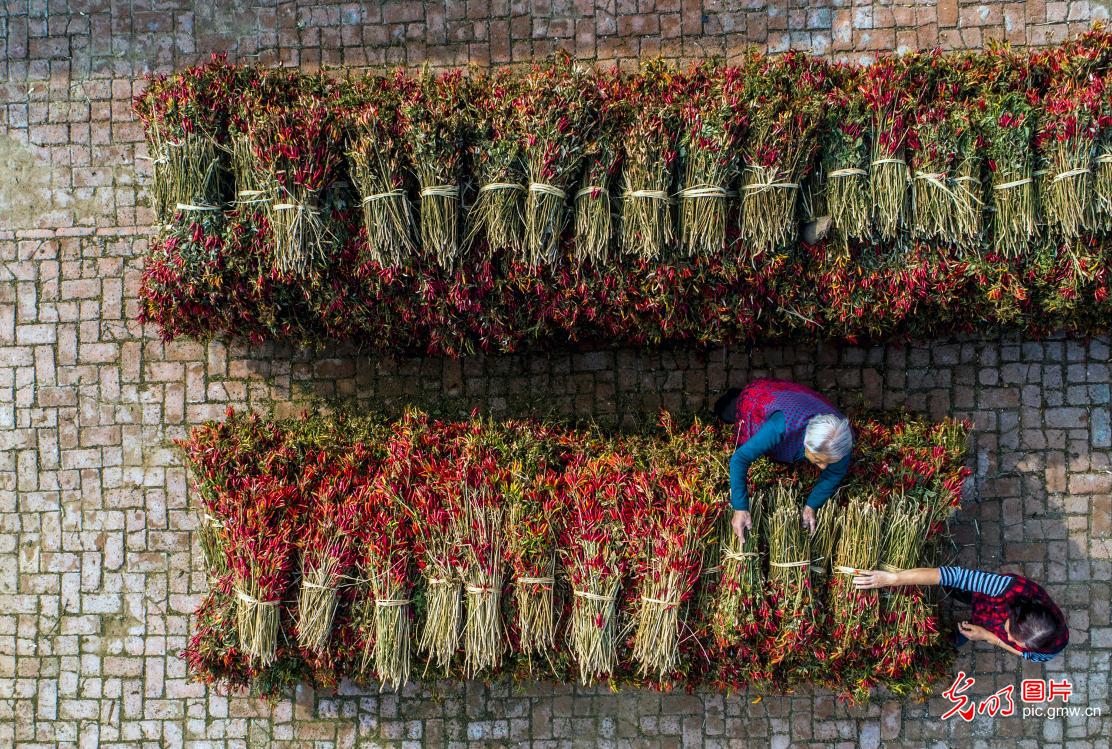 Farmers harvesting hot peppers in NE China's Liaoning