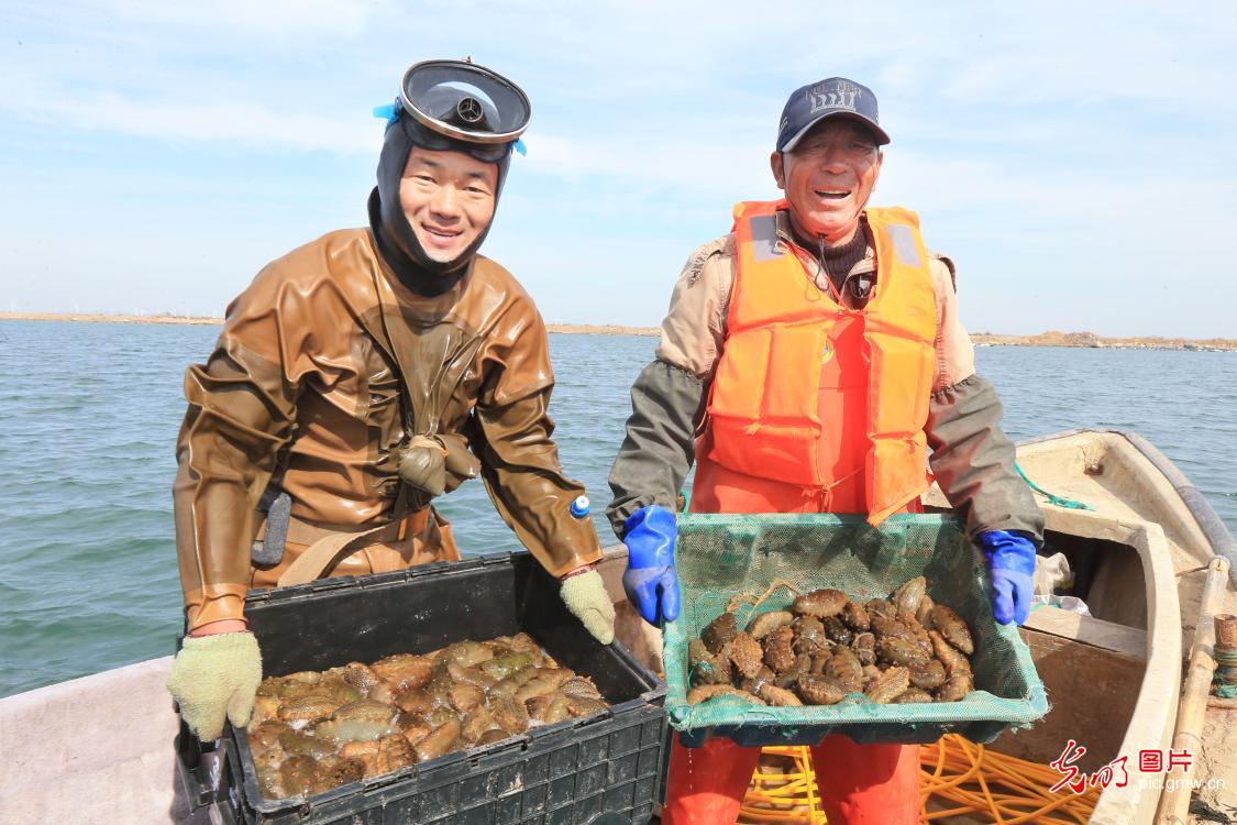 Aquaculture industry booming in Rongcheng, E China's Shandong