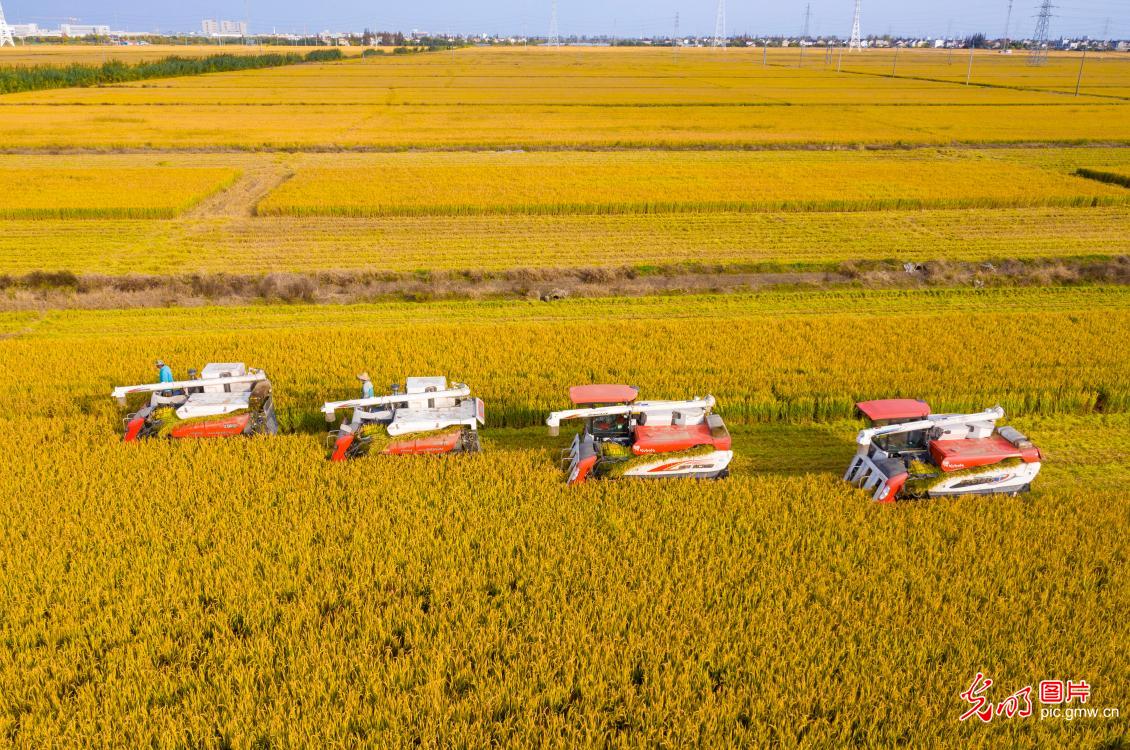 High-quality rice harvested in E China's Jiangsu Province