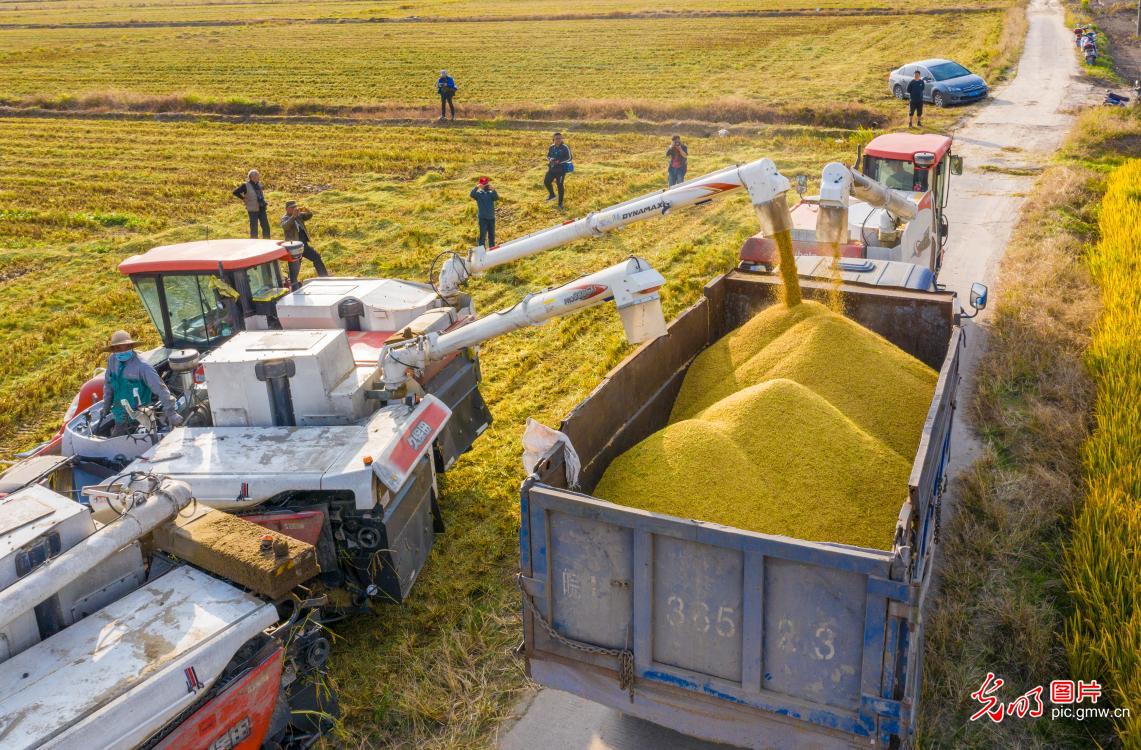 High-quality rice harvested in E China's Jiangsu Province