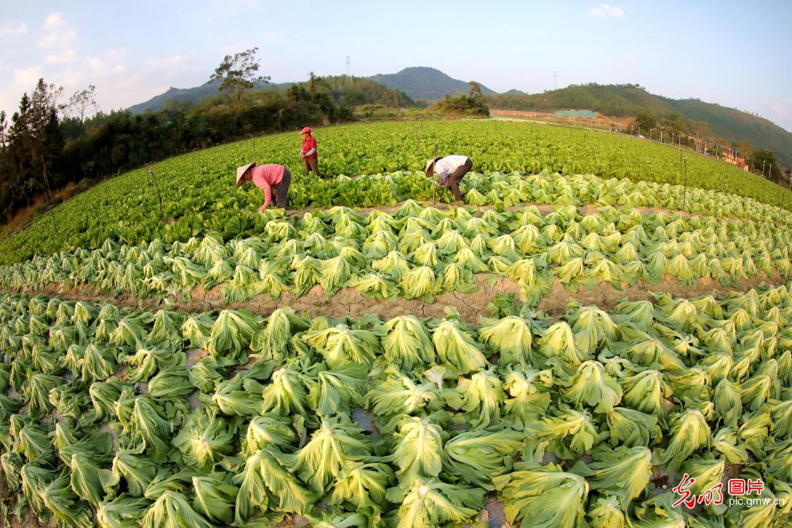 Farmers harvesting vegetables at the algricultural industrial base in E China's Jiangxi