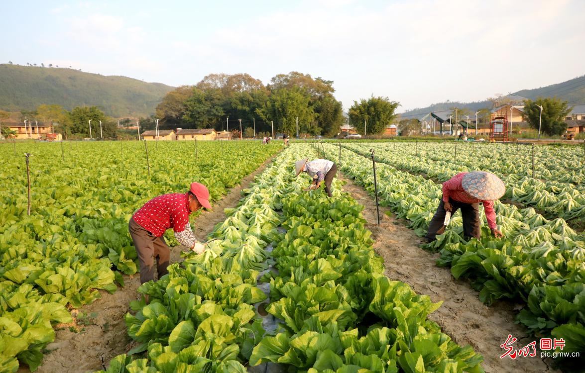 Farmers harvesting vegetables at the algricultural industrial base in E China's Jiangxi