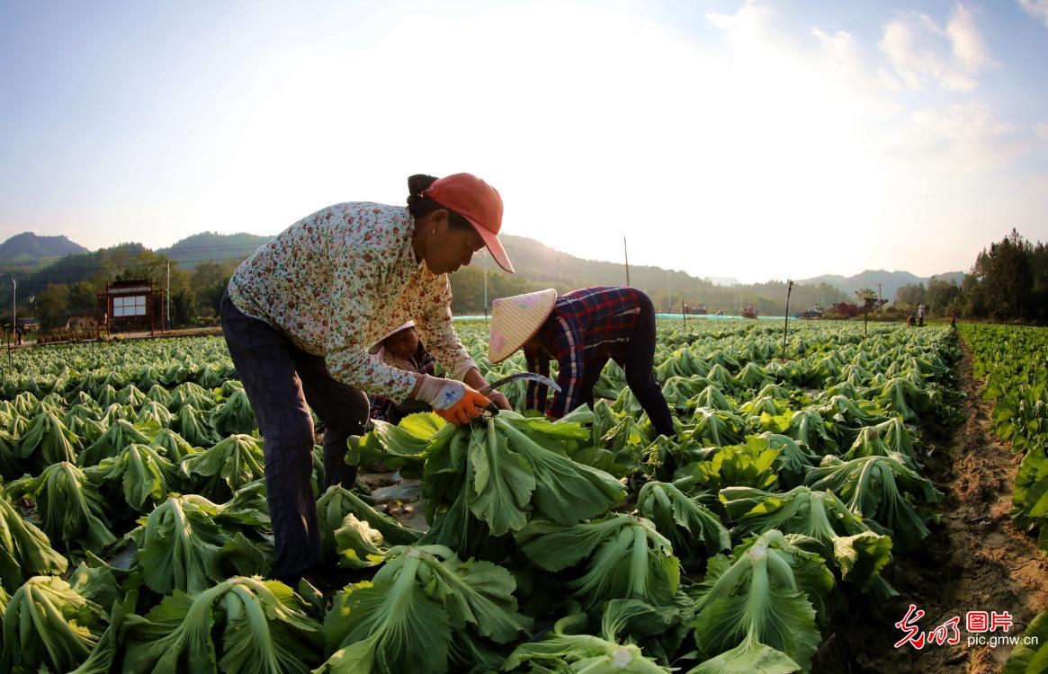 Farmers harvesting vegetables at the algricultural industrial base in E China's Jiangxi