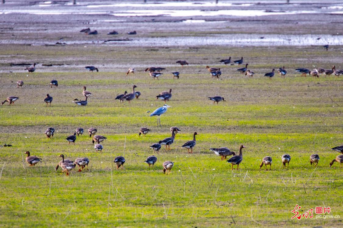 鄱阳湖迎来2.6万余只越冬候鸟