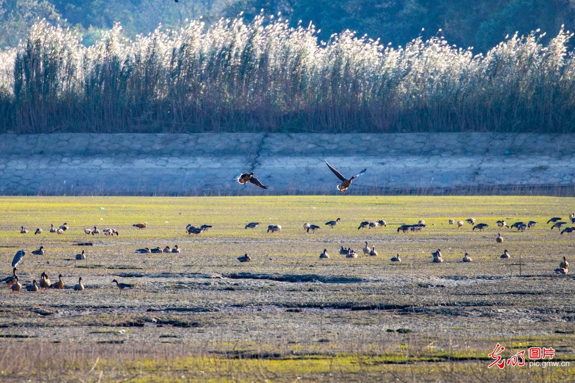 鄱阳湖迎来2.6万余只越冬候鸟