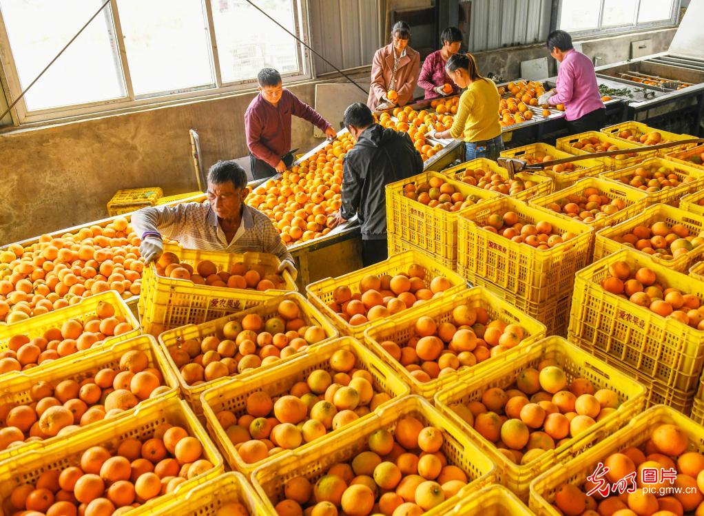 Navel oranges harvested in central China's Hunan Province
