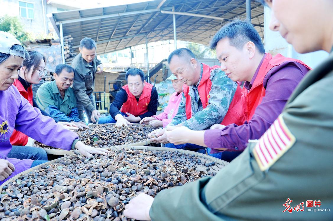 Famillies lack of labors drying seeds of camellia oleifera with local government's help