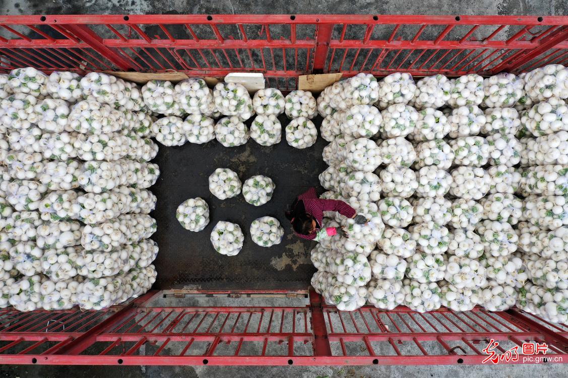 Harvested radishes in SW China's Chongqing