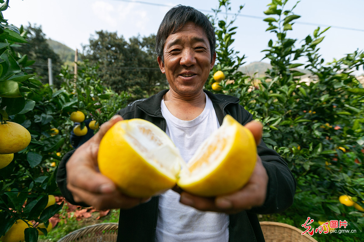 Guided by “lucid waters” idea, SW China's Guizhou developed grapefruit planting on barren ground