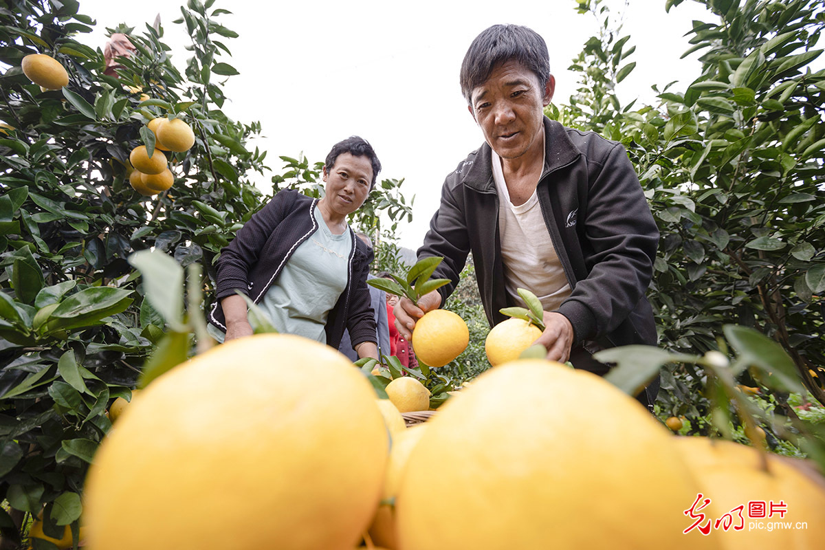 Guided by “lucid waters” idea, SW China's Guizhou developed grapefruit planting on barren ground