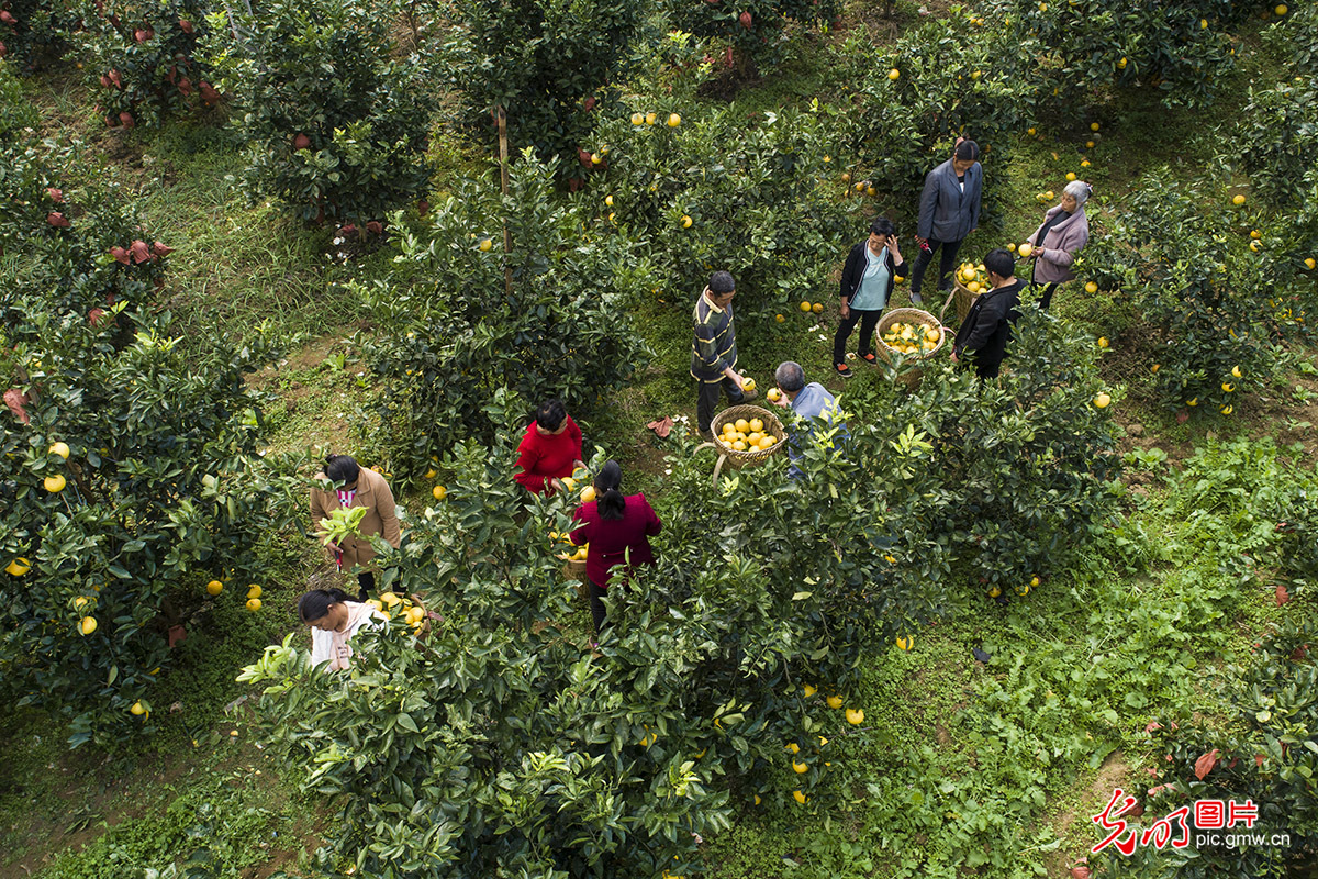 Guided by “lucid waters” idea, SW China's Guizhou developed grapefruit planting on barren ground