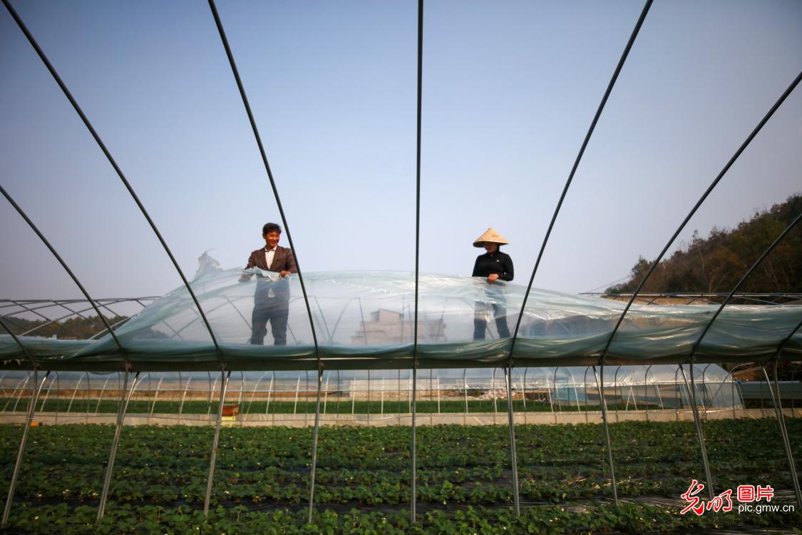 Strawberry farmers getting ready for the upcoming cold winter in SW China's Guizhou Procince