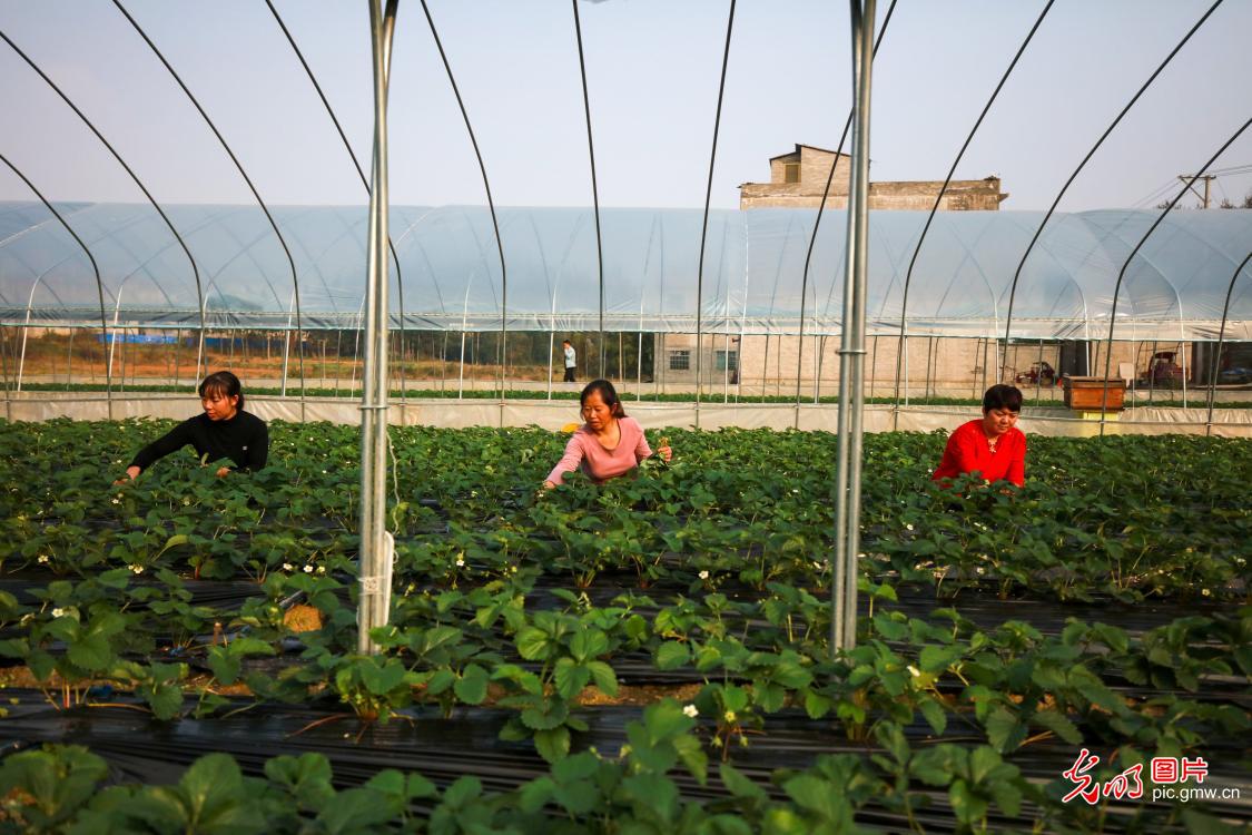 Strawberry farmers getting ready for the upcoming cold winter in SW China's Guizhou Procince