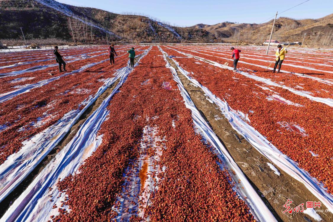 Farmers drying hawthorn in Zunhua, N China's Hebei