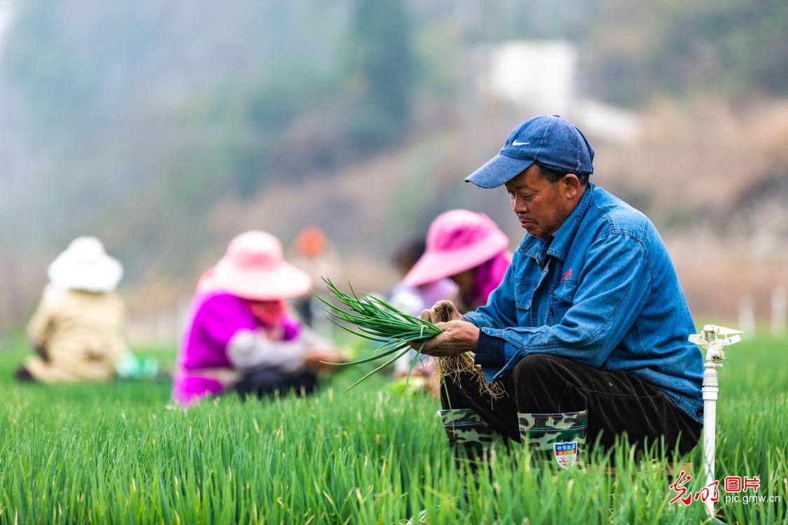 Farmers harvesting shallot in SW China's Guizhou Farmers harvesting shallot in SW China's Guizhou