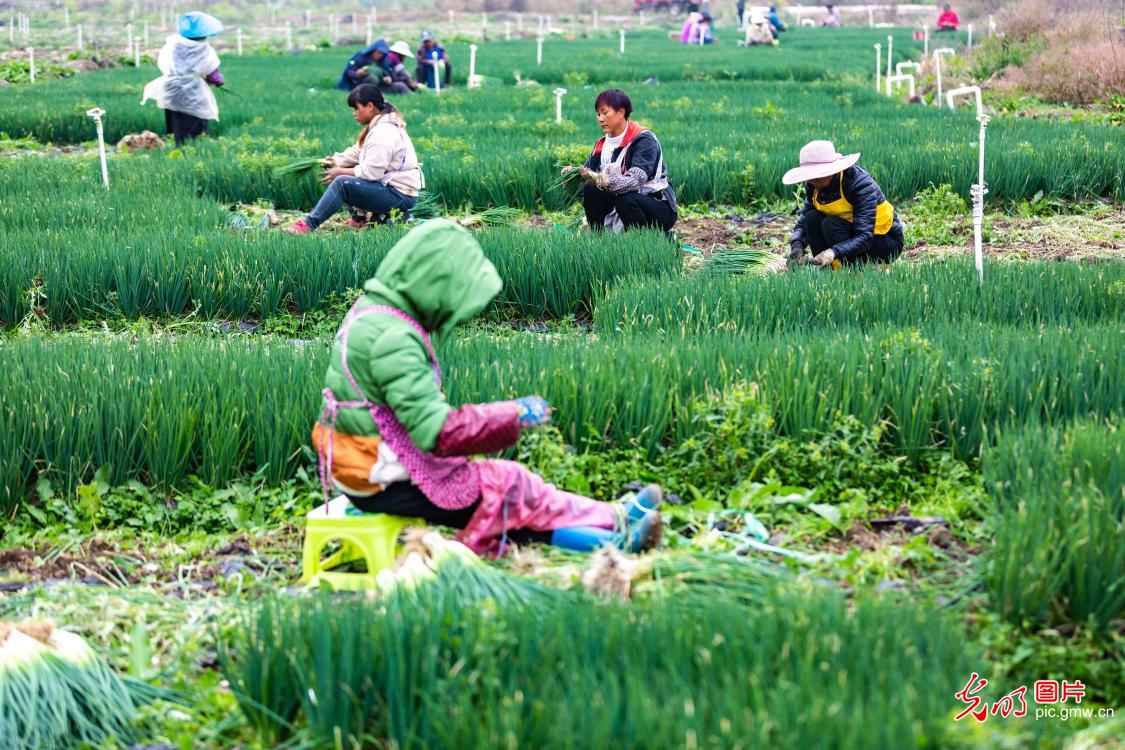 Farmers harvesting shallot in SW China's Guizhou
