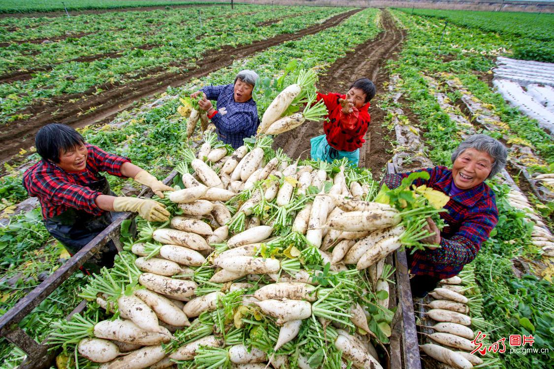 White radishes harvested in SW China's Sichuan Province